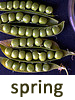 spring seasonal favorites